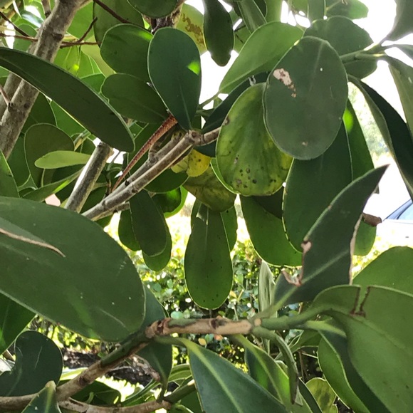 Meet your Posher, Yakir - Picture 1 of 1